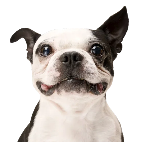 Cão